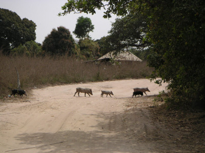 MINOLTA DIGITAL CAMERA