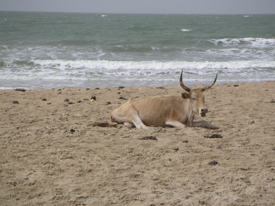 MINOLTA DIGITAL CAMERA