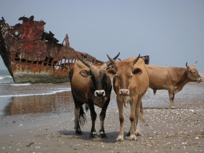 MINOLTA DIGITAL CAMERA